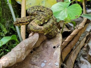 Rio Celeste Adventure Package (half day) - Image 5