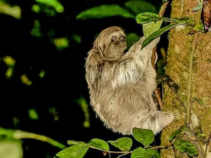Sloth night tour rio celeste costa rica
