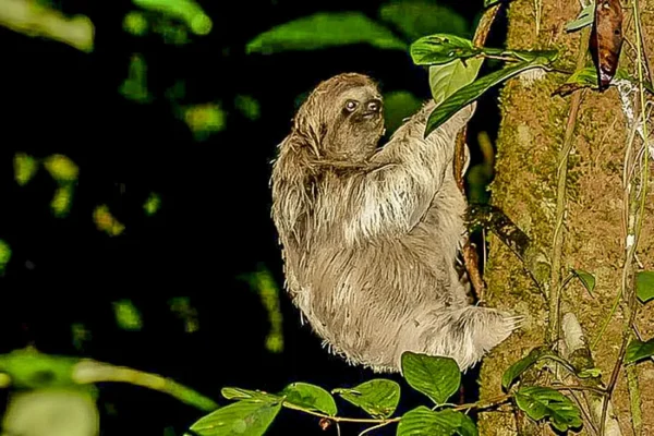 Sloth night tour rio celeste costa rica